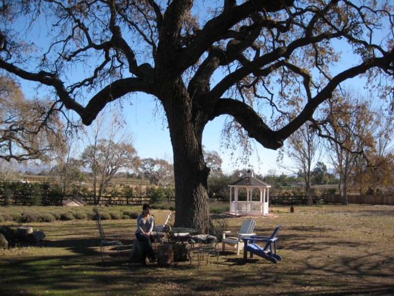 1385 big tree.JPG