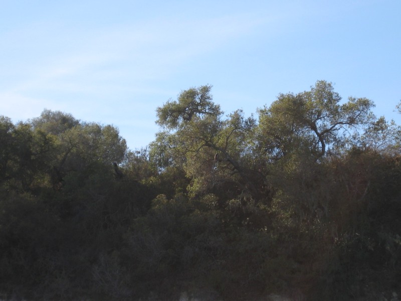1038 can you see the eagle.JPG